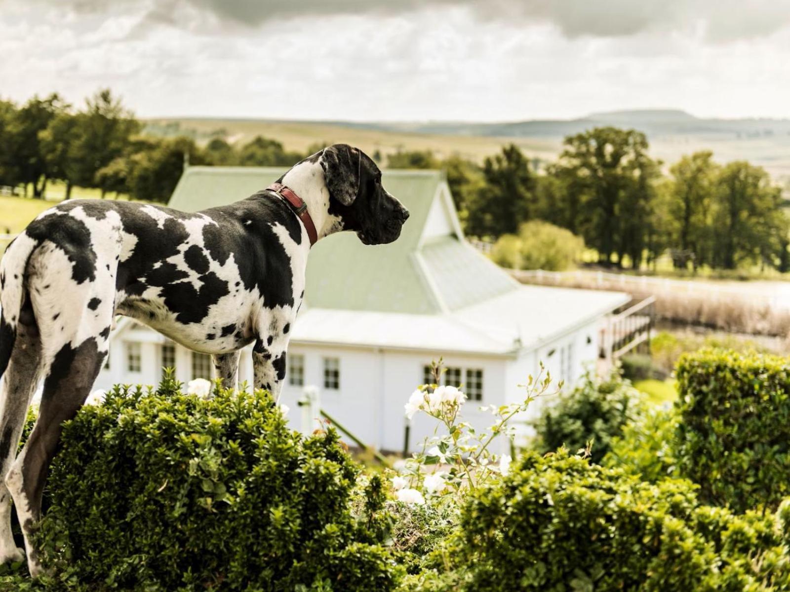 Oaklands Farm Stay Van Reenen Екстер'єр фото